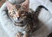 Last one of the litter. Male Bengal kitten