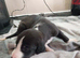3 lurcher left