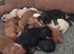 Health Tested- Cavalier King Charles Spaniel