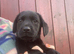 Labrador puppies ready now