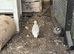 Snowflake Bobwhite Pair