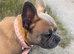 Golden Frenchie cross. Female