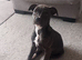 American bulldog Cross Staffordshire bull terrier