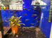 Beckfordi Pencilfish (Nannostomus beckfordi)