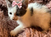 Gorgeous blue and white kittens