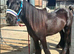 Cob colt