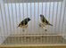 X4 Gouldian Finch Pairs For Sale - Ready to Breed