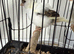 Fife canary