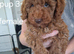 Ready To Go Now F1b Labradoodles