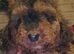Last cockerpoo ready to leave