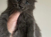 Polydactyl Maine Coon Boysv