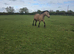 Mare & foal