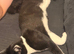 1 male cat