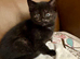 Affectionate hand reared kittens for sale