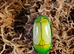 Green Emerald flower beetles