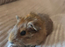 Female guinea pigs