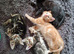 Beautiful 8 week old kittens