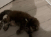 Maine coon