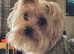 Wanted - Yorkshire terrier stud