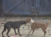Red and White Staffordshire Bull Terrier Pup