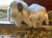 Mini lop