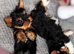 Yorkshire terrier/Mini/Particoloured/Traditional