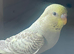 young blackface budgies