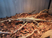 Argentina Tegu