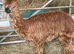 Dark Brown Suri Alpaca Female with Female Cria at foot