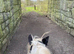 Beautiful coloured cob mare
