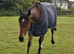 Lovely bay TB