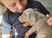 Adorable miniature smooth haired dachshund