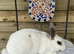 Mini Rex tri doe