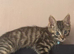 Tabby boy 9 w o