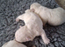 KC PUPPIES