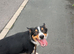 Enzo 12 month old tri colour bored collie