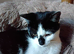 Pair of Rescue Kittens for Adoption