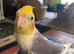 Silly tame male baby cockatiel