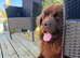 Male Newfoundland