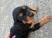 Cavalier King Charles pups for sale