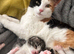 Misty - Calico cat missing since 4th Sept near Bow Street