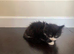 Cat Kittens