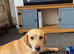 Golden Labrador