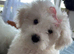 Bichon frise