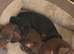 Ready to leave now miniature smooth coat dachshund
