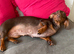 Beautiful Female Daschund