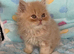 Beautiful ginger Persian kitten