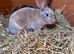 Stunning Mini Rex boys LAST TWO ready now