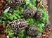 Leopard Tortoises- Stunning Hatchlings