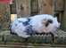 Pair of bonded guinea pigs - cage also available